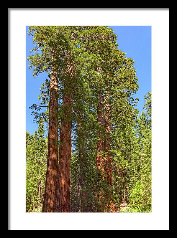 Natural Sequoias at Mariposa Grove - Framed Print