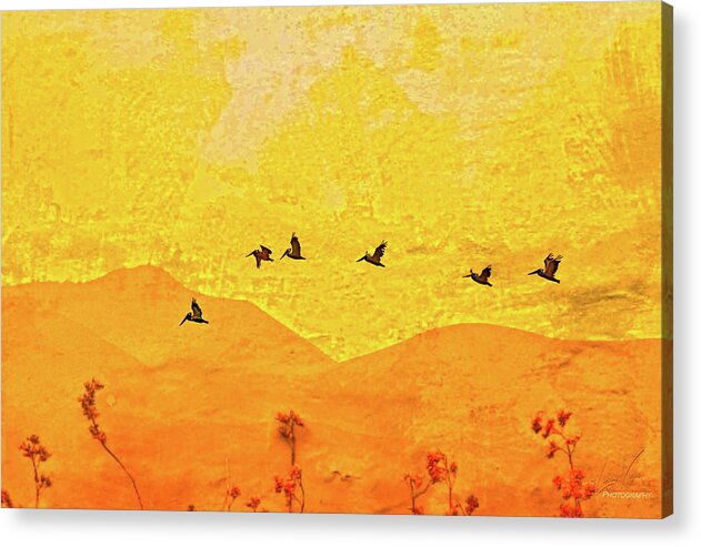 Orange bakcground and flying birds - Acrylic Print