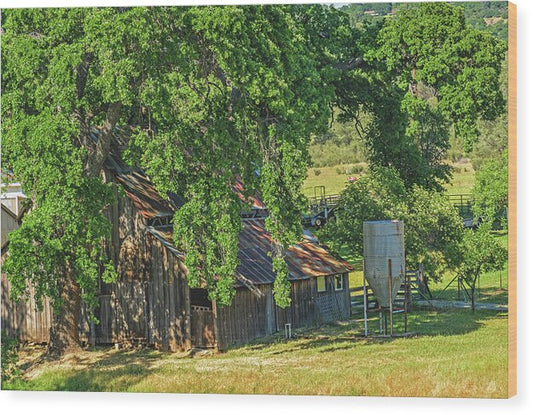 Outdoor Barn Central California - Wood Print