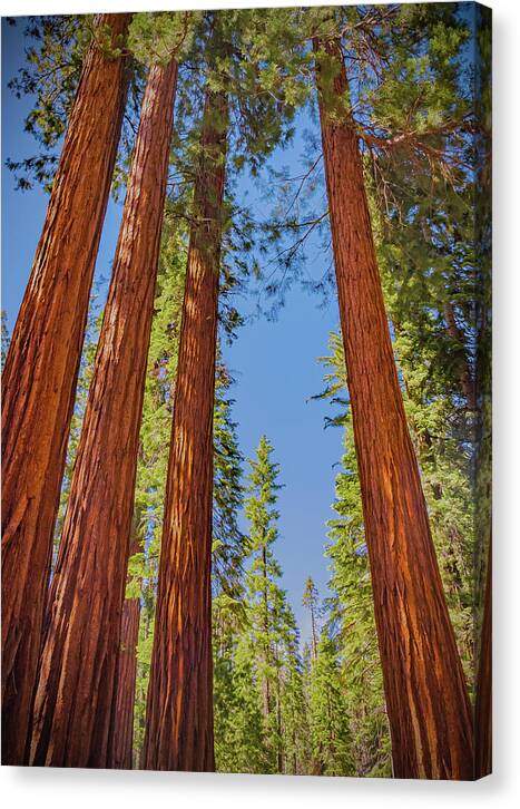 Perfect angle of Pines and Sequoias in a Forest - Canvas Print