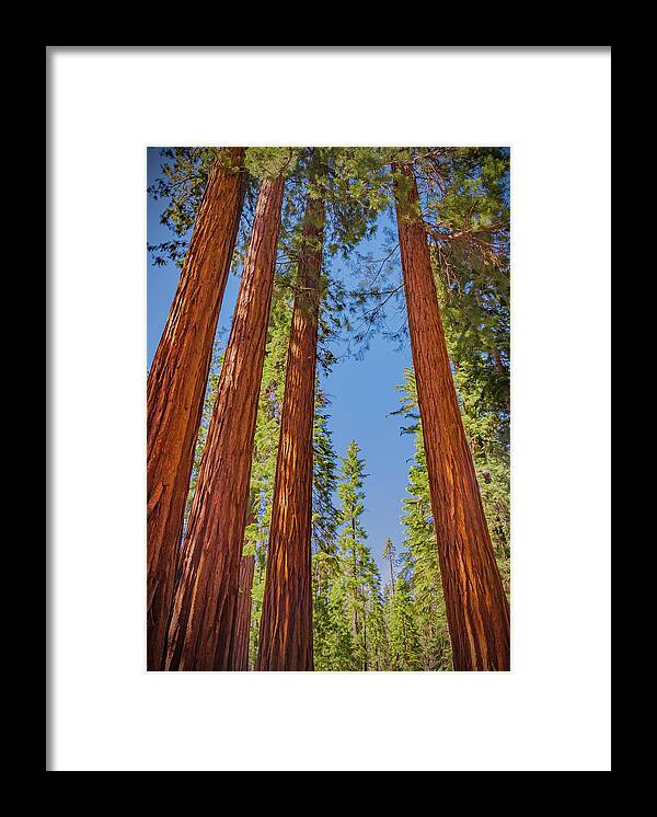 Perfect angle of Pines and Sequoias in a Forest - Framed Print