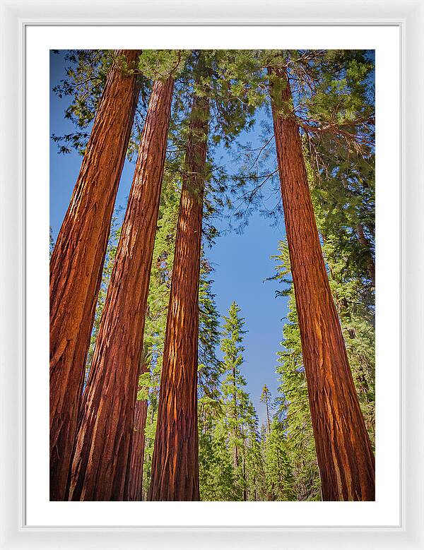 Perfect angle of Pines and Sequoias in a Forest - Framed Print