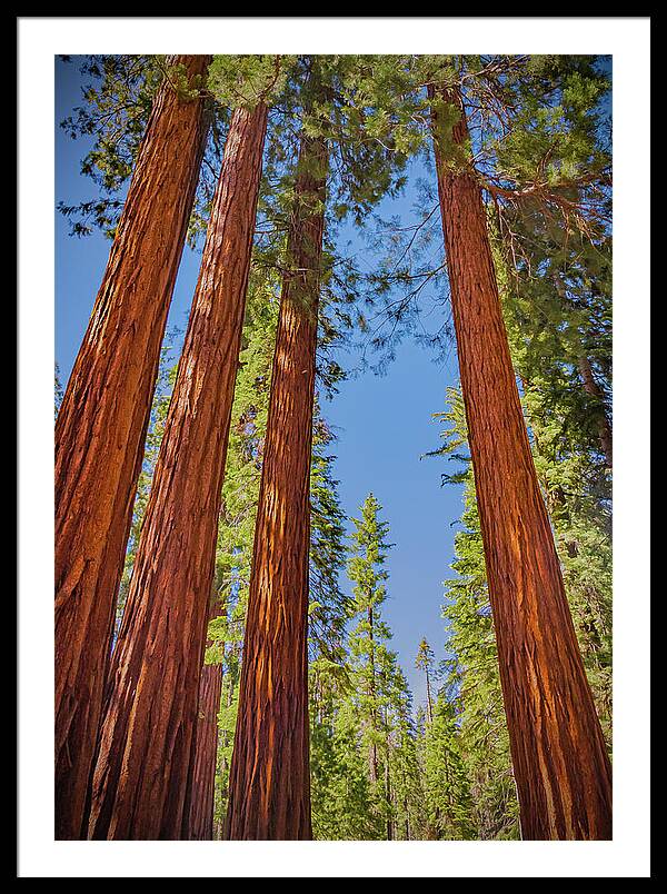 Perfect angle of Pines and Sequoias in a Forest - Framed Print