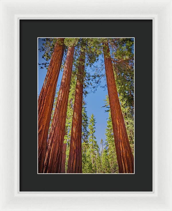 Perfect angle of Pines and Sequoias in a Forest - Framed Print