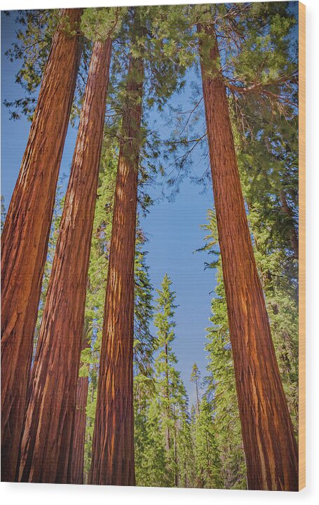Perfect angle of Pines and Sequoias in a Forest - Wood Print