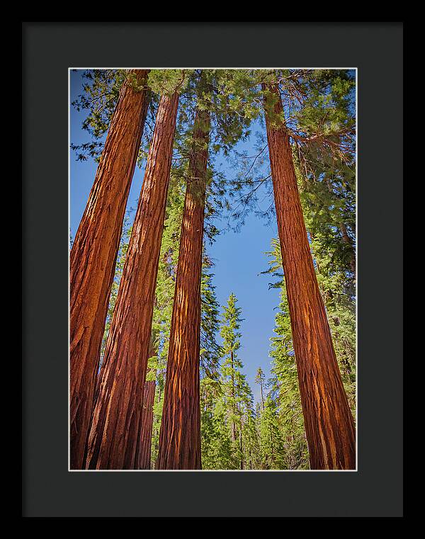 Perfect angle of Pines and Sequoias in a Forest - Framed Print