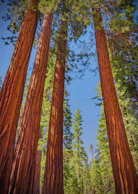 Perfect angle of Pines and Sequoias in a Forest - Art Print