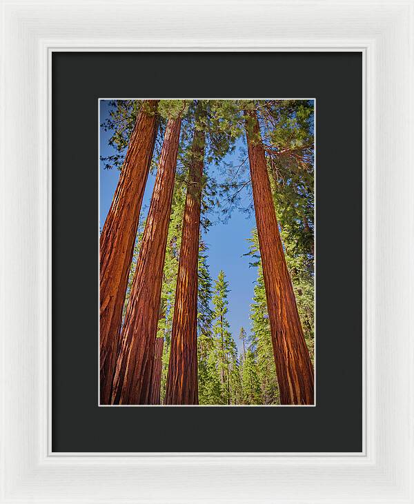 Perfect angle of Pines and Sequoias in a Forest - Framed Print