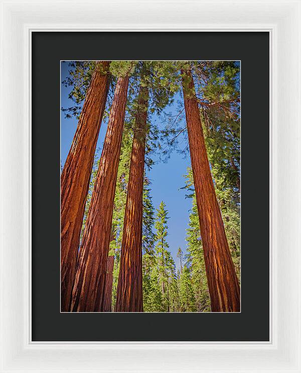 Perfect angle of Pines and Sequoias in a Forest - Framed Print