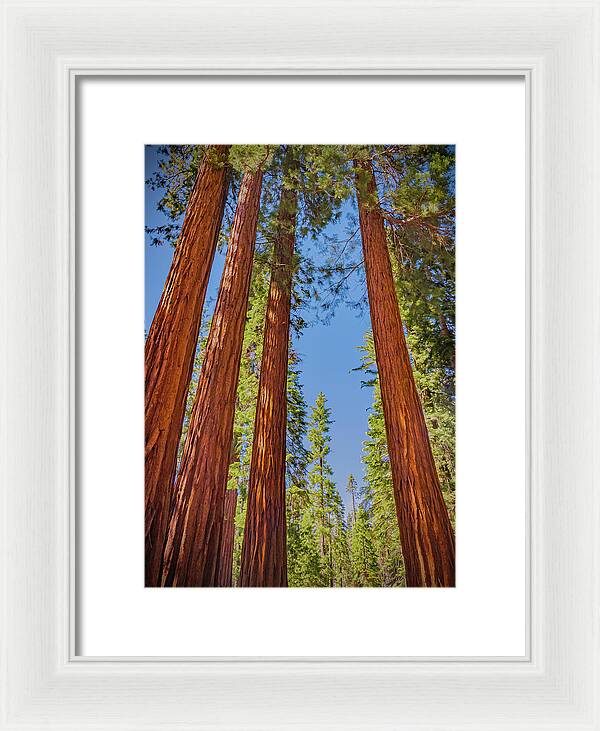 Perfect angle of Pines and Sequoias in a Forest - Framed Print