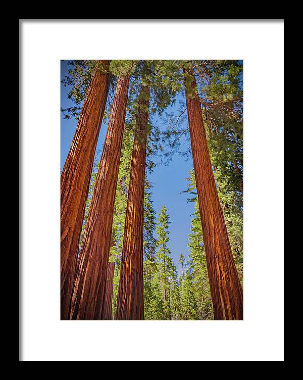 Perfect angle of Pines and Sequoias in a Forest - Framed Print