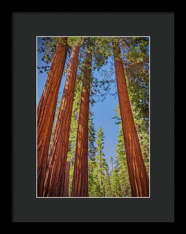 Perfect angle of Pines and Sequoias in a Forest - Framed Print