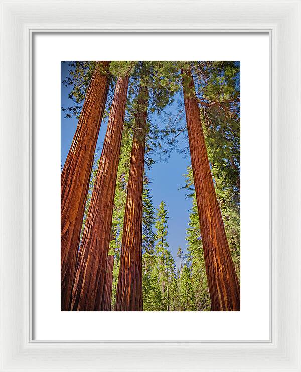Perfect angle of Pines and Sequoias in a Forest - Framed Print