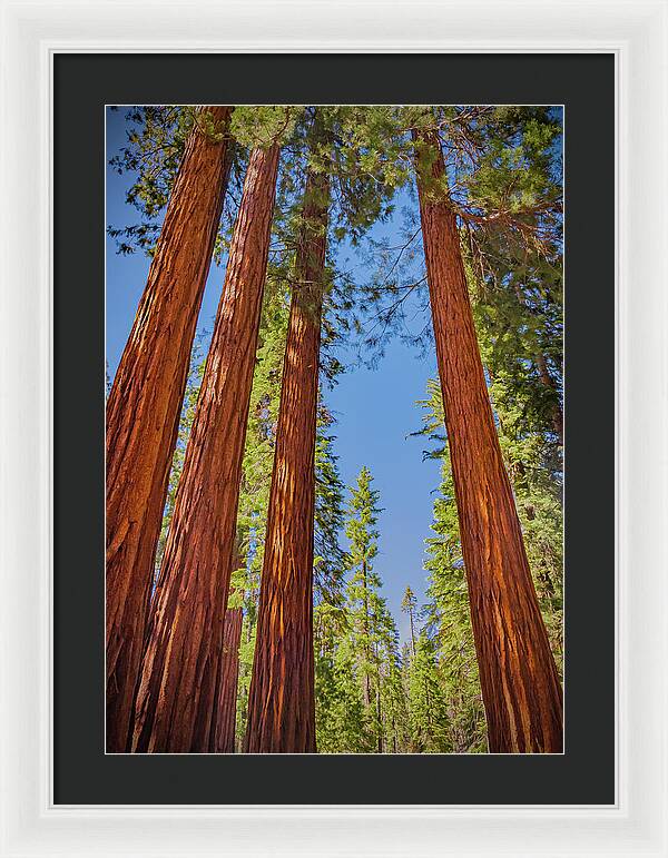 Perfect angle of Pines and Sequoias in a Forest - Framed Print