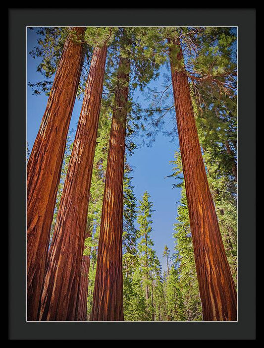 Perfect angle of Pines and Sequoias in a Forest - Framed Print