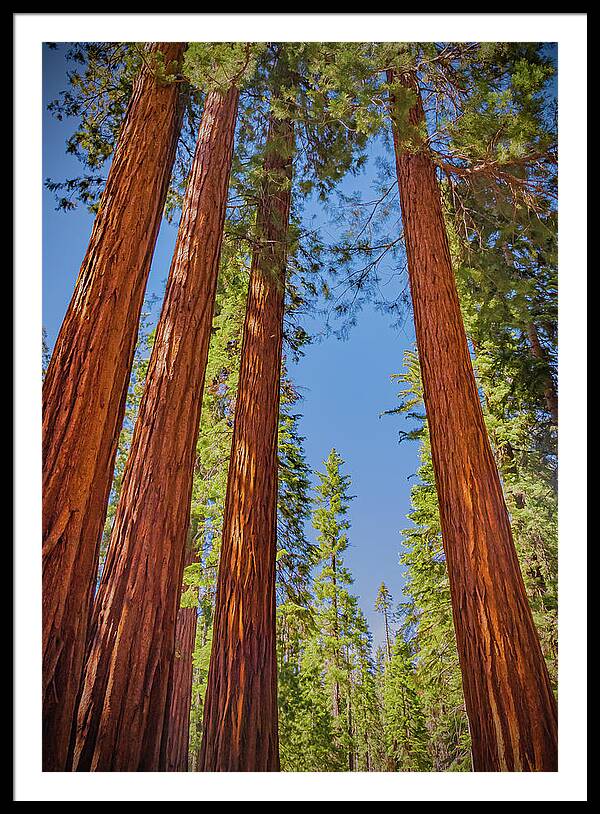 Perfect angle of Pines and Sequoias in a Forest - Framed Print