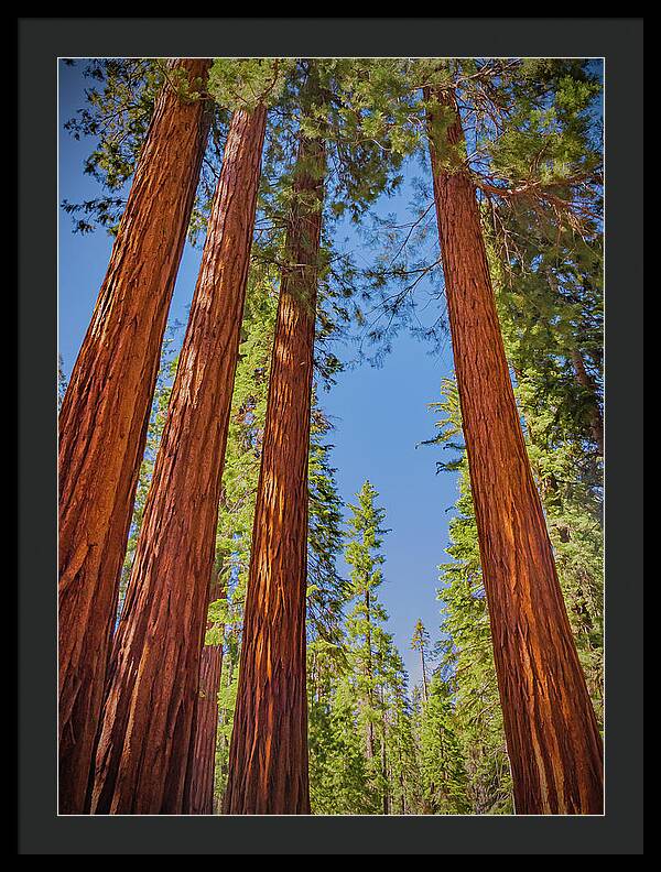 Perfect angle of Pines and Sequoias in a Forest - Framed Print