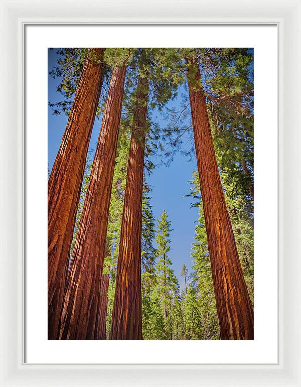 Perfect angle of Pines and Sequoias in a Forest - Framed Print