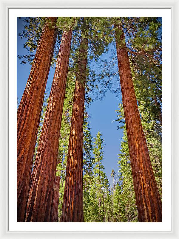 Perfect angle of Pines and Sequoias in a Forest - Framed Print