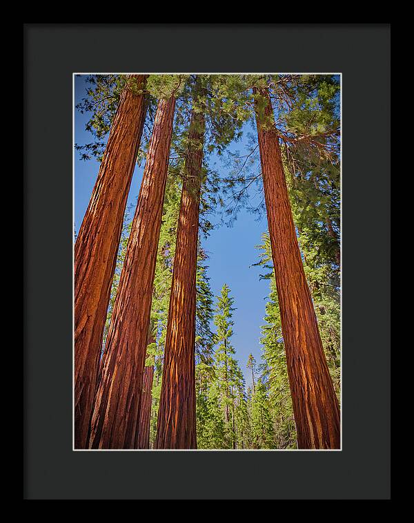 Perfect angle of Pines and Sequoias in a Forest - Framed Print