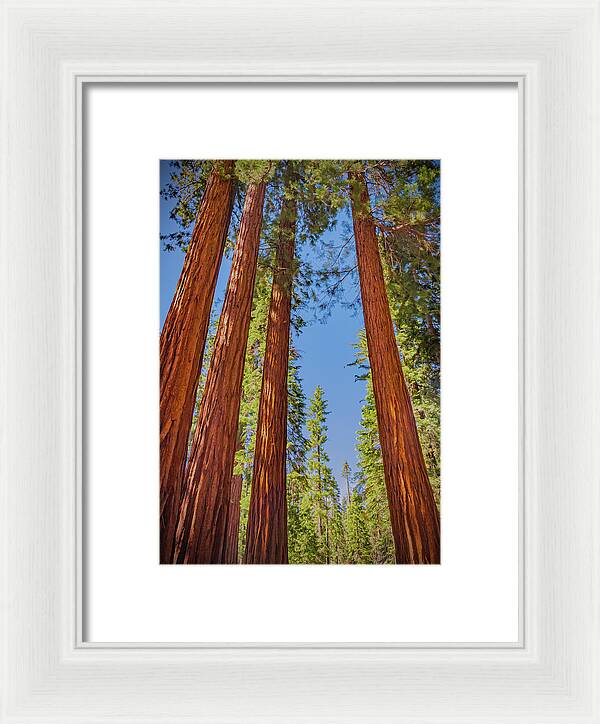 Perfect angle of Pines and Sequoias in a Forest - Framed Print