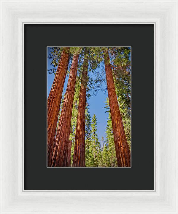 Perfect angle of Pines and Sequoias in a Forest - Framed Print