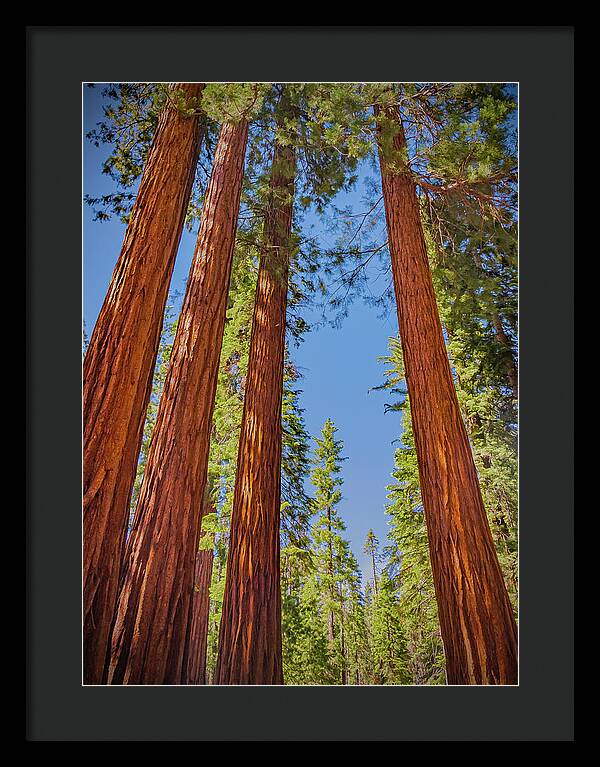 Perfect angle of Pines and Sequoias in a Forest - Framed Print
