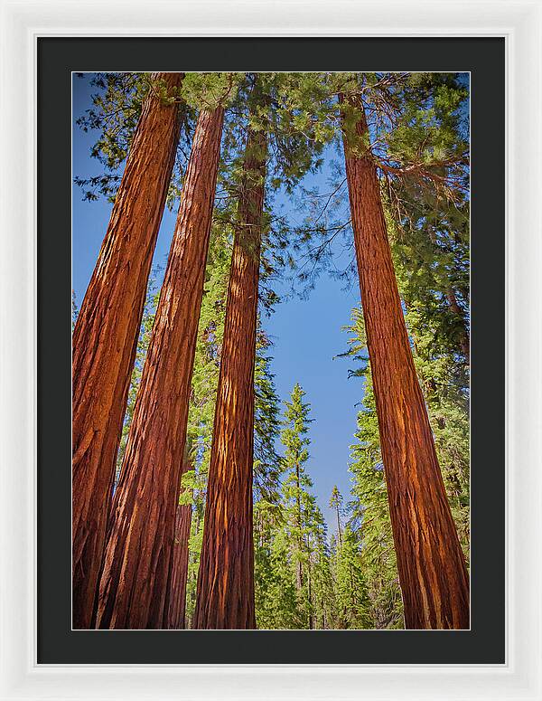 Perfect angle of Pines and Sequoias in a Forest - Framed Print
