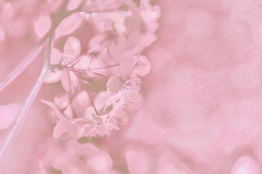 Pink Flowers Background Artistic Backdrop  - Art Print