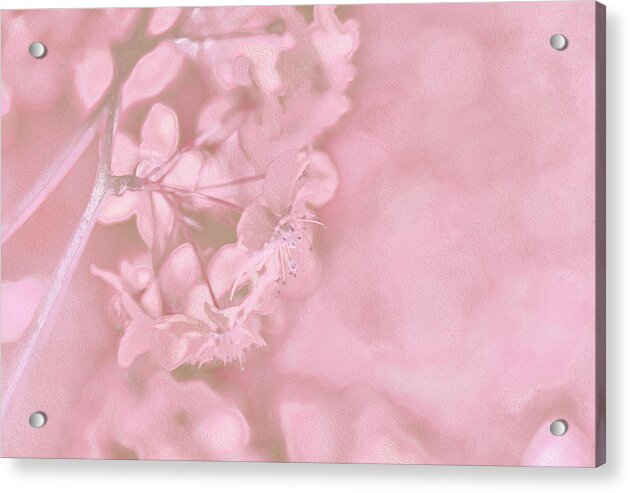 Pink Flowers Background Artistic Backdrop  - Acrylic Print