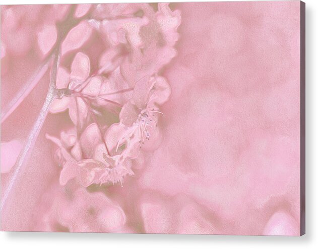 Pink Flowers Background Artistic Backdrop  - Acrylic Print
