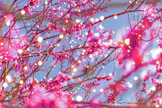 Pink Sparkling Blooms - Art Print