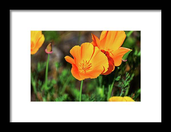 Poppy Flower Hugs - Framed Print