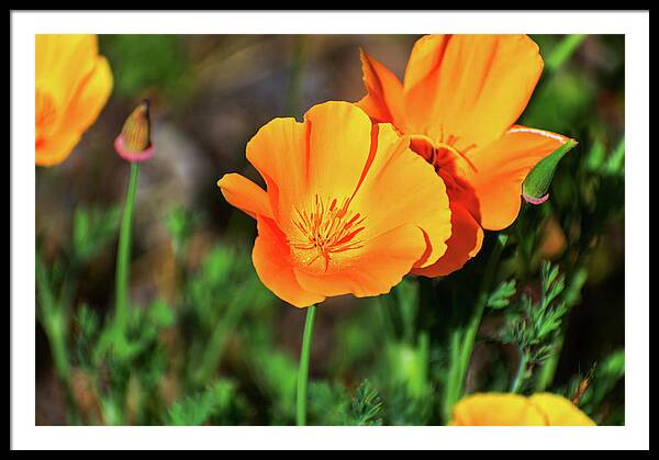 Poppy Flower Hugs - Framed Print