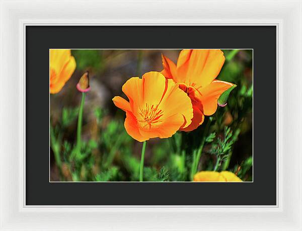 Poppy Flower Hugs - Framed Print