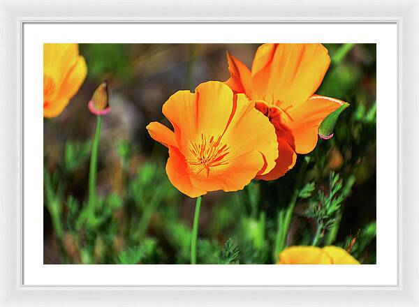 Poppy Flower Hugs - Framed Print