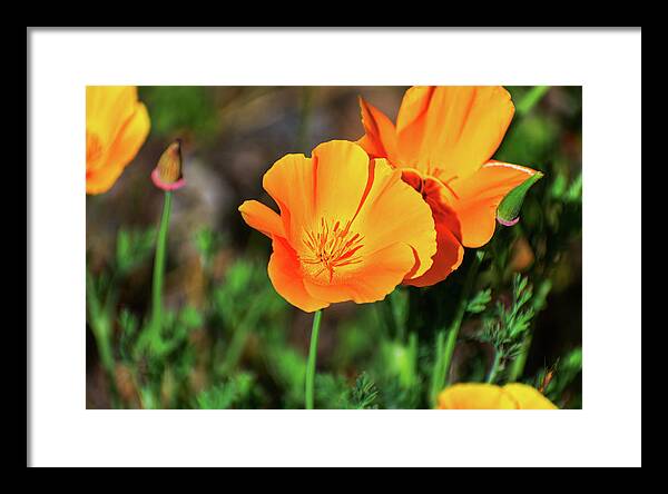 Poppy Flower Hugs - Framed Print