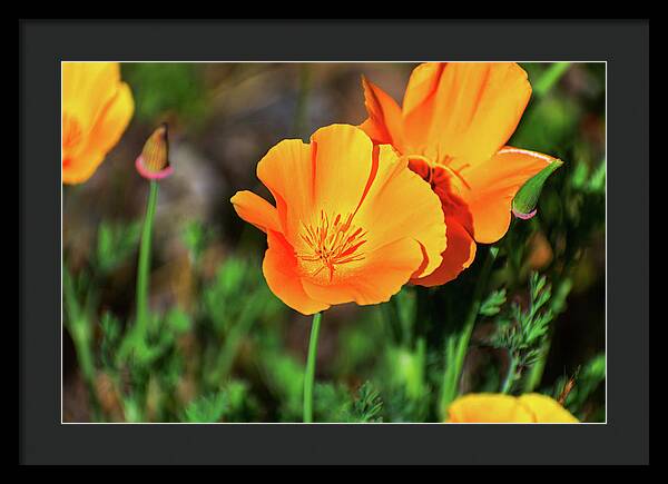 Poppy Flower Hugs - Framed Print