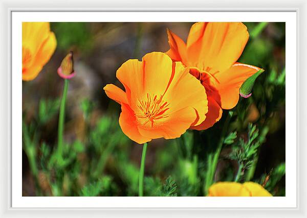 Poppy Flower Hugs - Framed Print