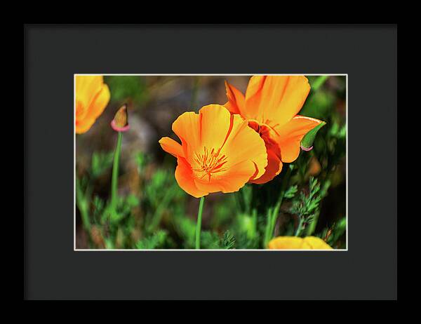 Poppy Flower Hugs - Framed Print
