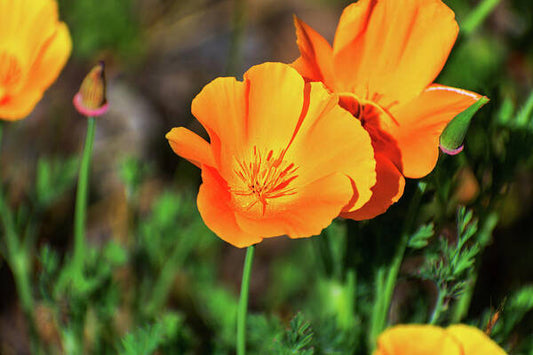 Poppy Flower Hugs - Art Print