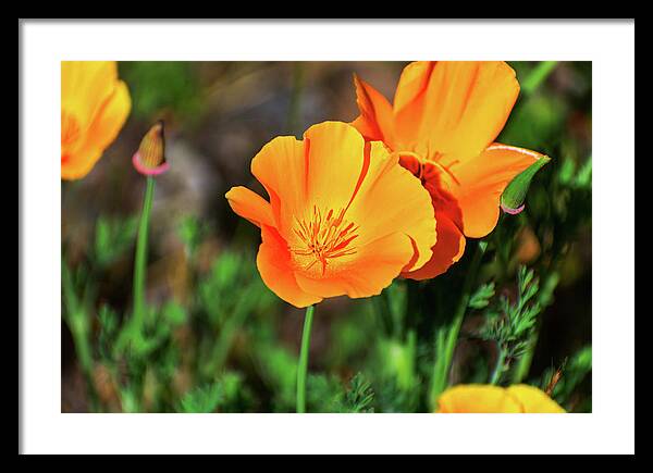 Poppy Flower Hugs - Framed Print