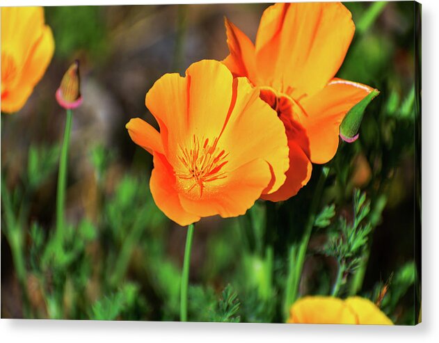Poppy Flower Hugs - Acrylic Print