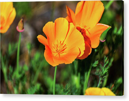 Poppy Flower Hugs - Acrylic Print