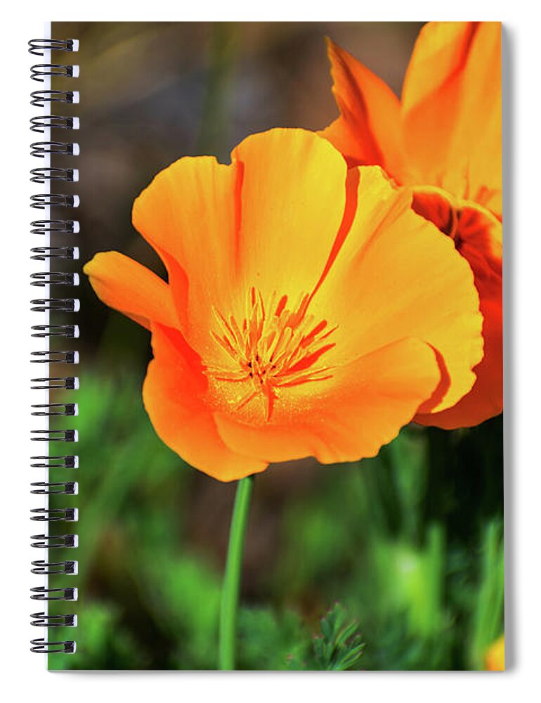 Poppy Flower Hugs - Spiral Notebook