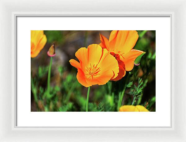 Poppy Flower Hugs - Framed Print