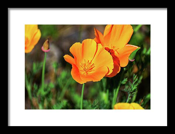 Poppy Flower Hugs - Framed Print
