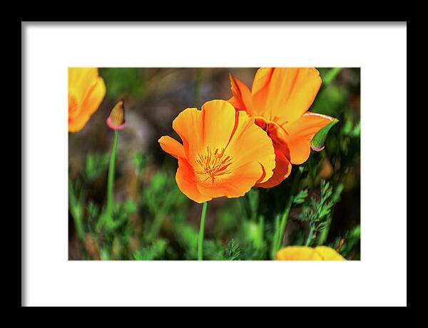 Poppy Flower Hugs - Framed Print