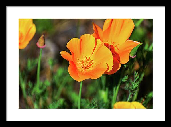 Poppy Flower Hugs - Framed Print