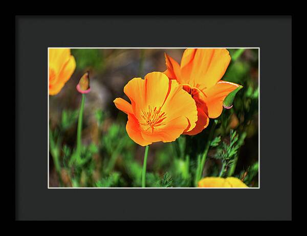 Poppy Flower Hugs - Framed Print